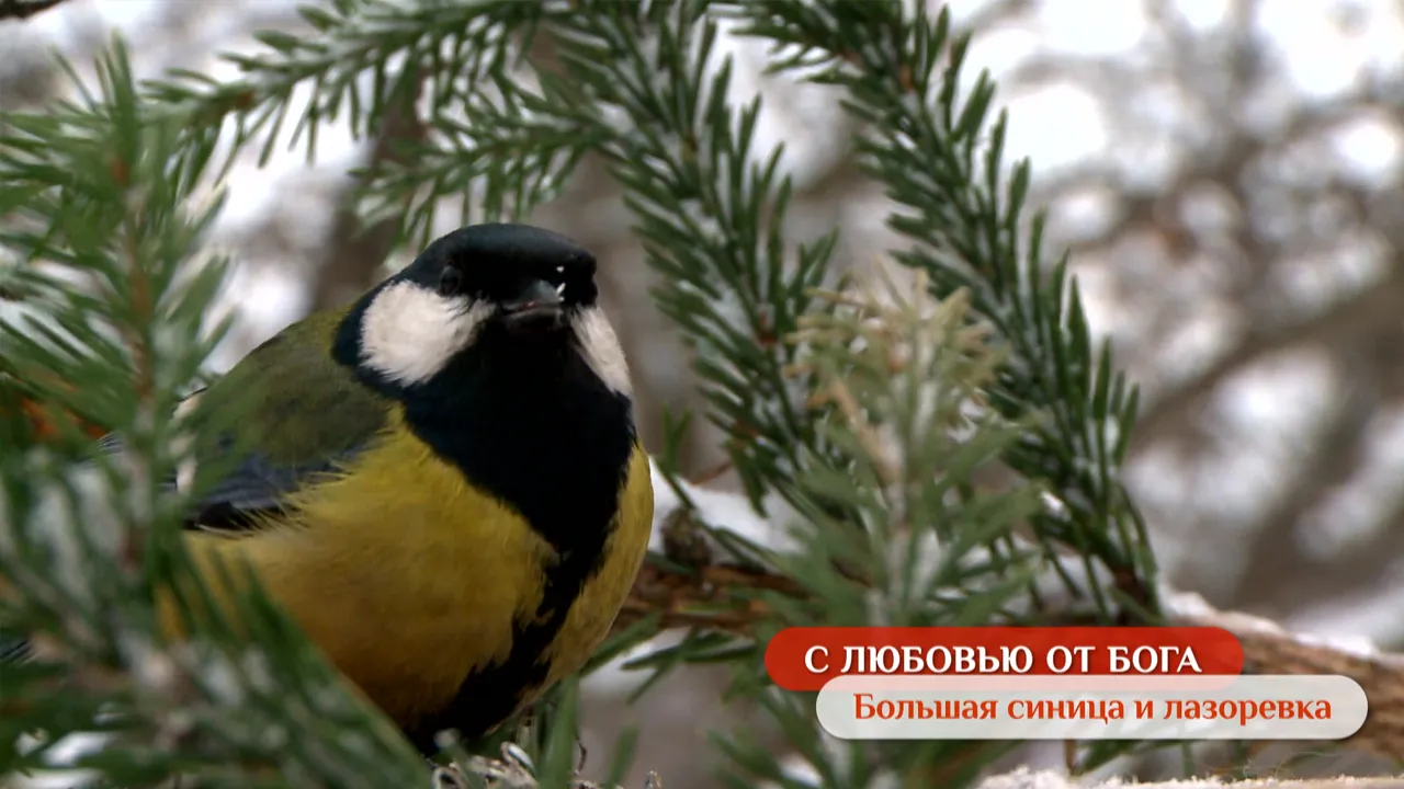 Большая синица и лазоревка (зима)