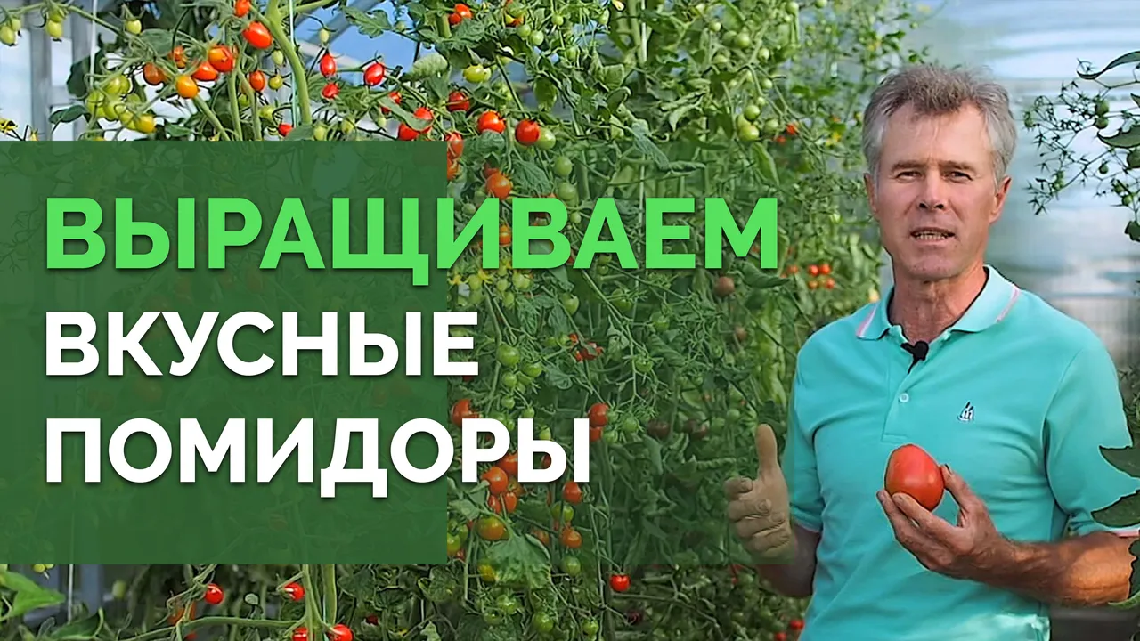 Как получить обильный урожай помидор?